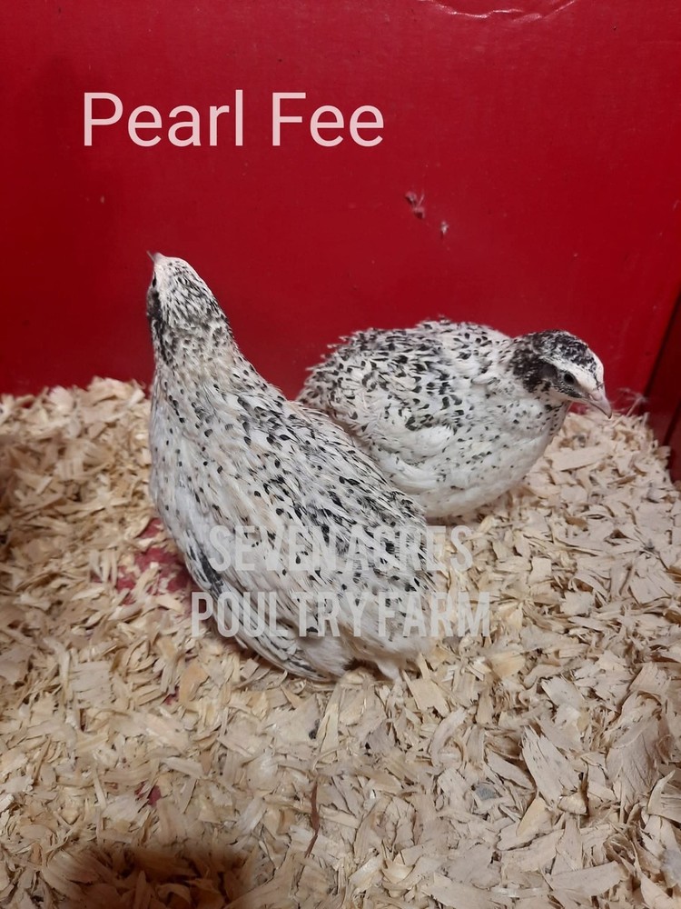 Coturnix Fertile Quail Eggs Hatching 12 Count
