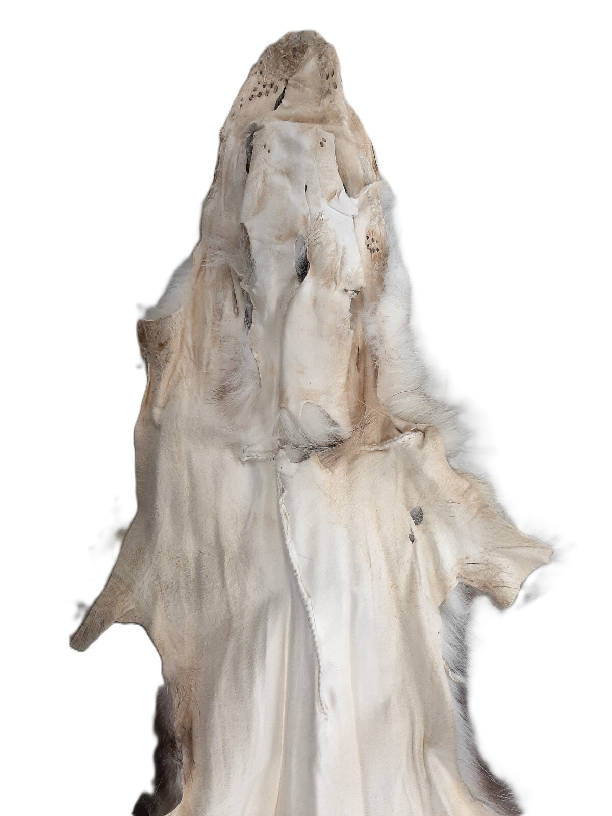 Opossum, Open Tanned-VERY Well Furred