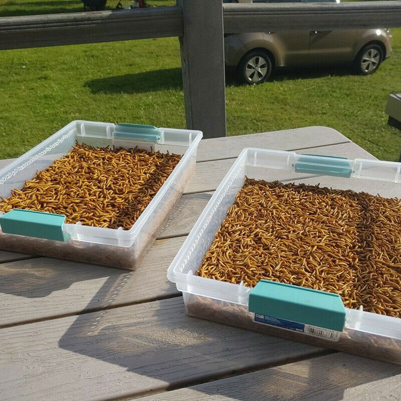 LOT Dried Mealworms Non-GMO Fit Wild Birds Chickens Hen Fish Reptile 0.6-44 LBS