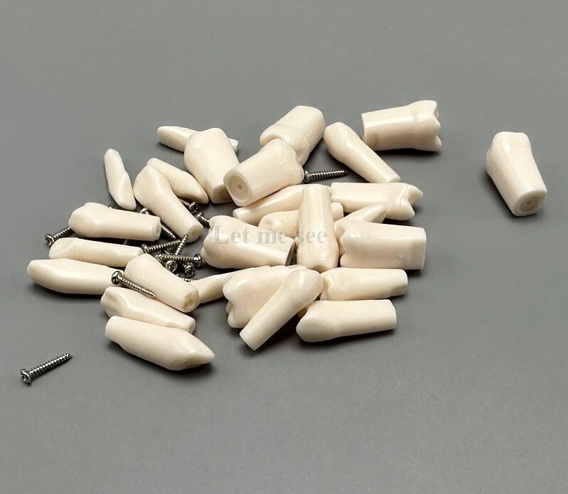 Dental Replacement Screw-in Teeth Typodont Models Study Practice Tooth Model