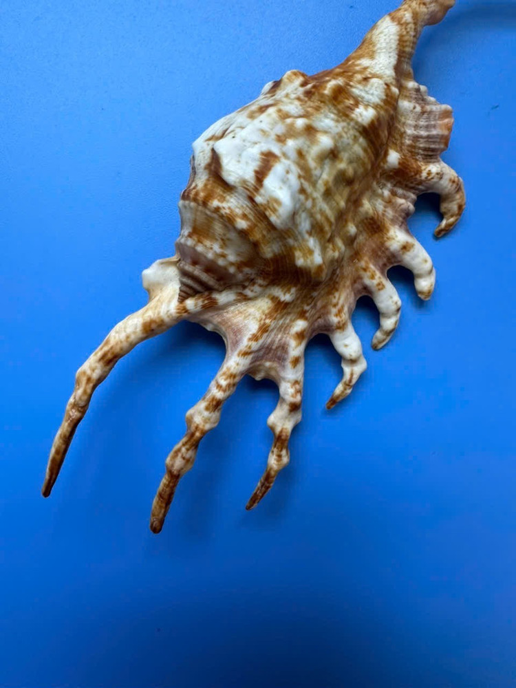 126mm | Lambis scorpius | Freak finger| Beautiful seashell