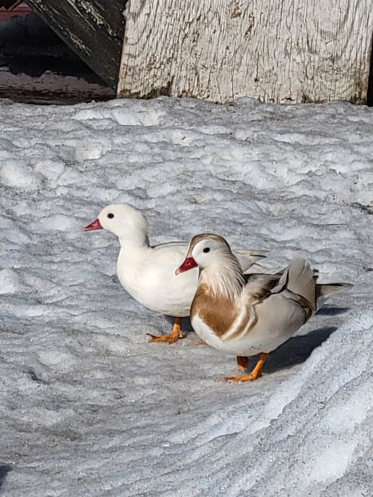 6+ Mandarin Duck Hatching Eggs. PRESALE!! Ship late April/May NPIP