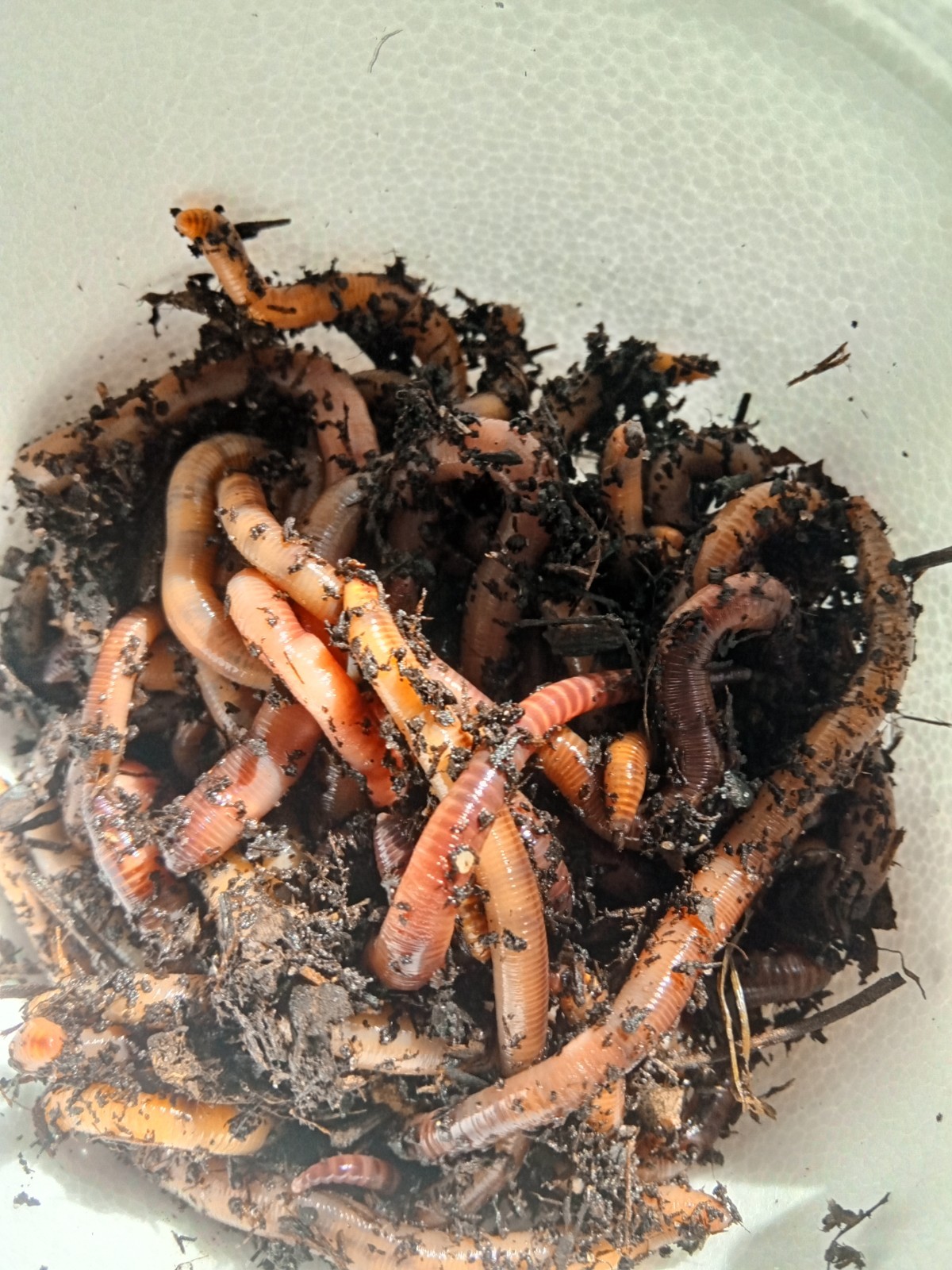 1/16 lb  Live Red Wigglers Fishing Worms/Bait (Bait Size)(1.5-3 in)