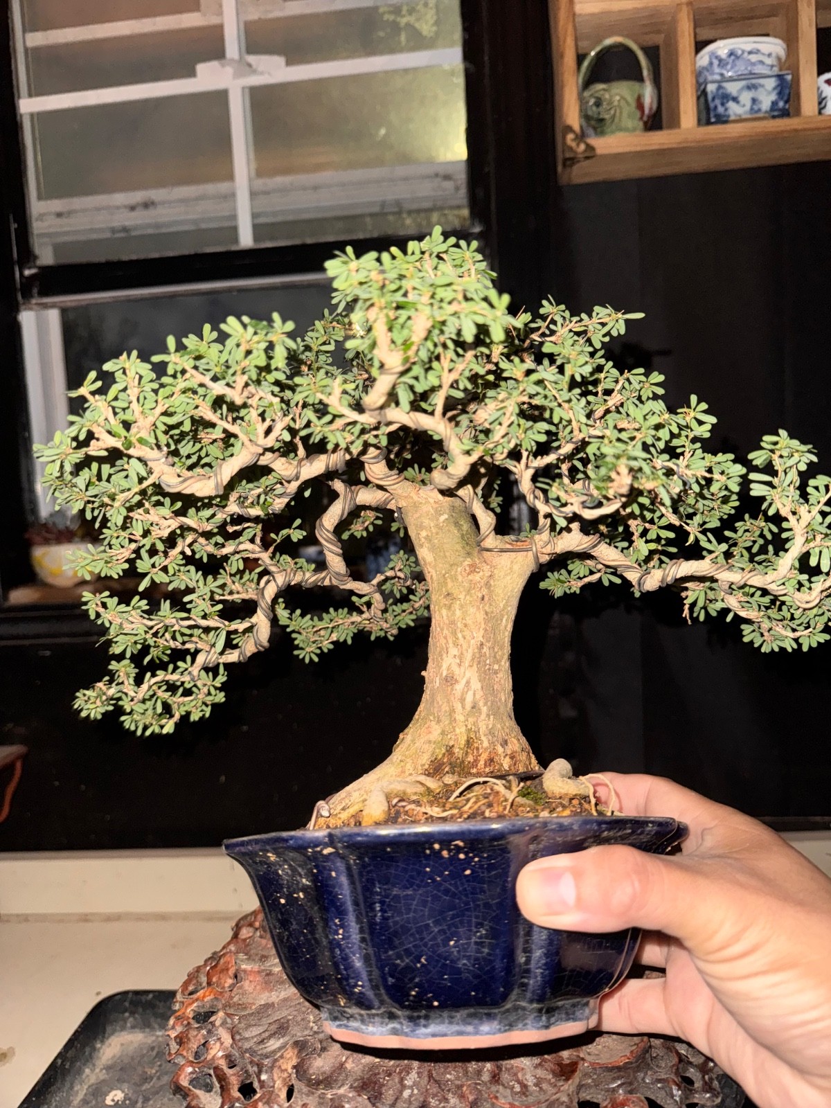 Desmodium, Vietnamese Blue Bell. Flowers Bonsai, Fragrant.