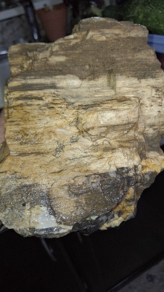 petrified wood log