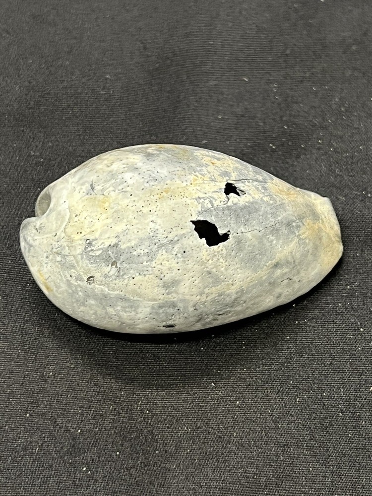 EXTINCT FOSSILIZED COWRIE Shell From Central Florida - Pliocene Era.