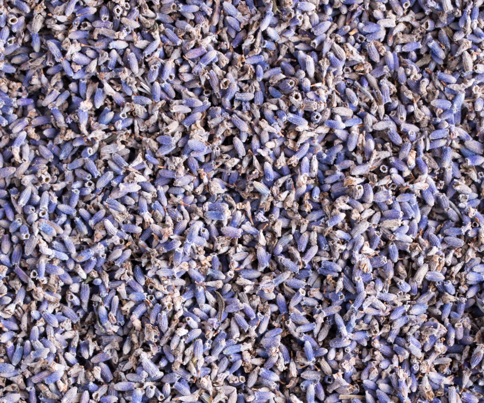 Lavender Flower Buds Dried Fresh Bulk Wholesale Lavandula Angustifolia