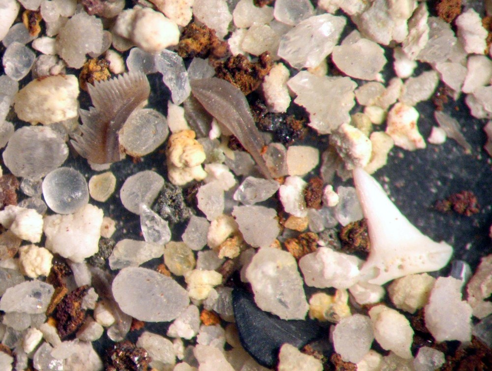Mississippian Conodont microfossil matrix sample Chappel Limestone Super Rich