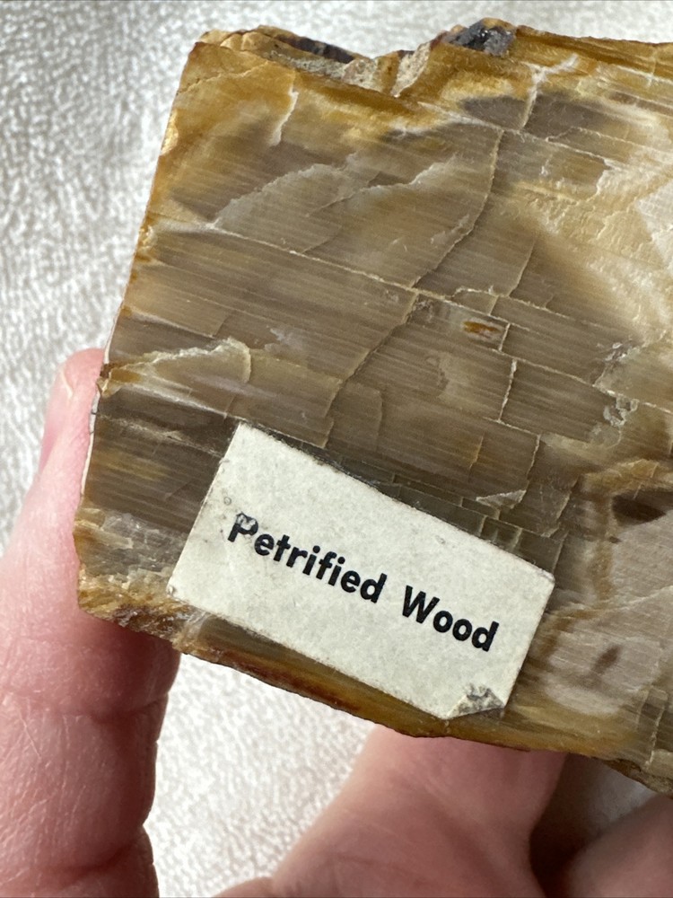 Petrified Wood