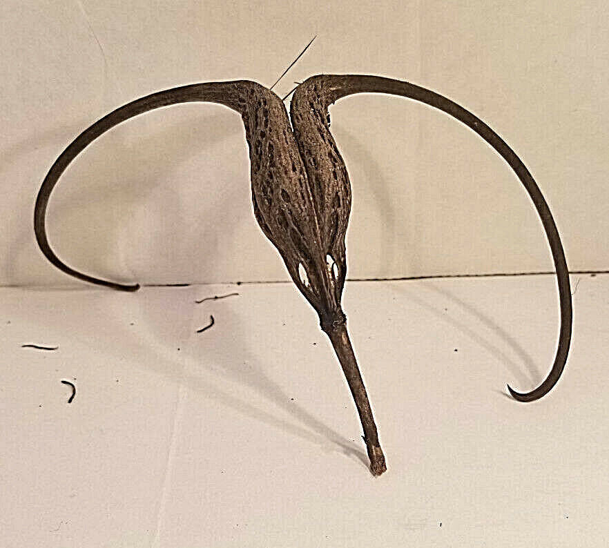 DEVIL CLAW DEVILS CLAW DEVIL'S CLAW DEVIL TALON SATANS CLAW SATANS TALON