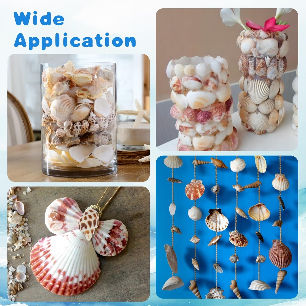 Natural Sea Shell Mixed Ocean Shells Set, 0.8-2.5 Various Sizes Seashell, Sca...