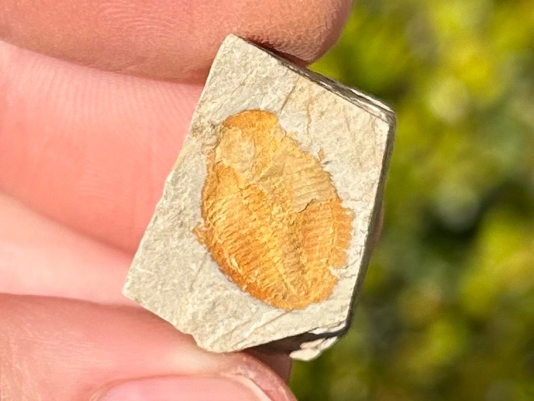 Georgia Fossil Trilobite Aphelaspis brachyphasis Conasauga Formation Cambrian