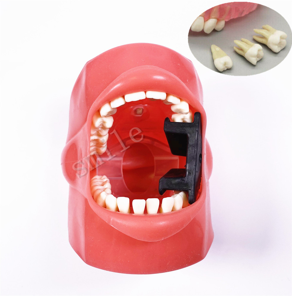Dental Typodont Practice  Removable Teeth Model Soft Gum + Simulation Cheek