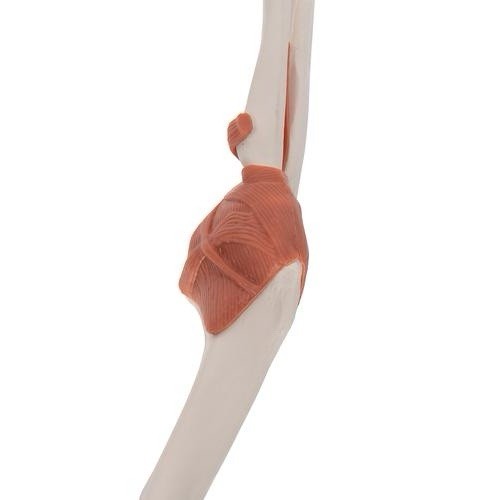 3B Scientific Functional Human Elbow Joint Model with Ligaments A83
