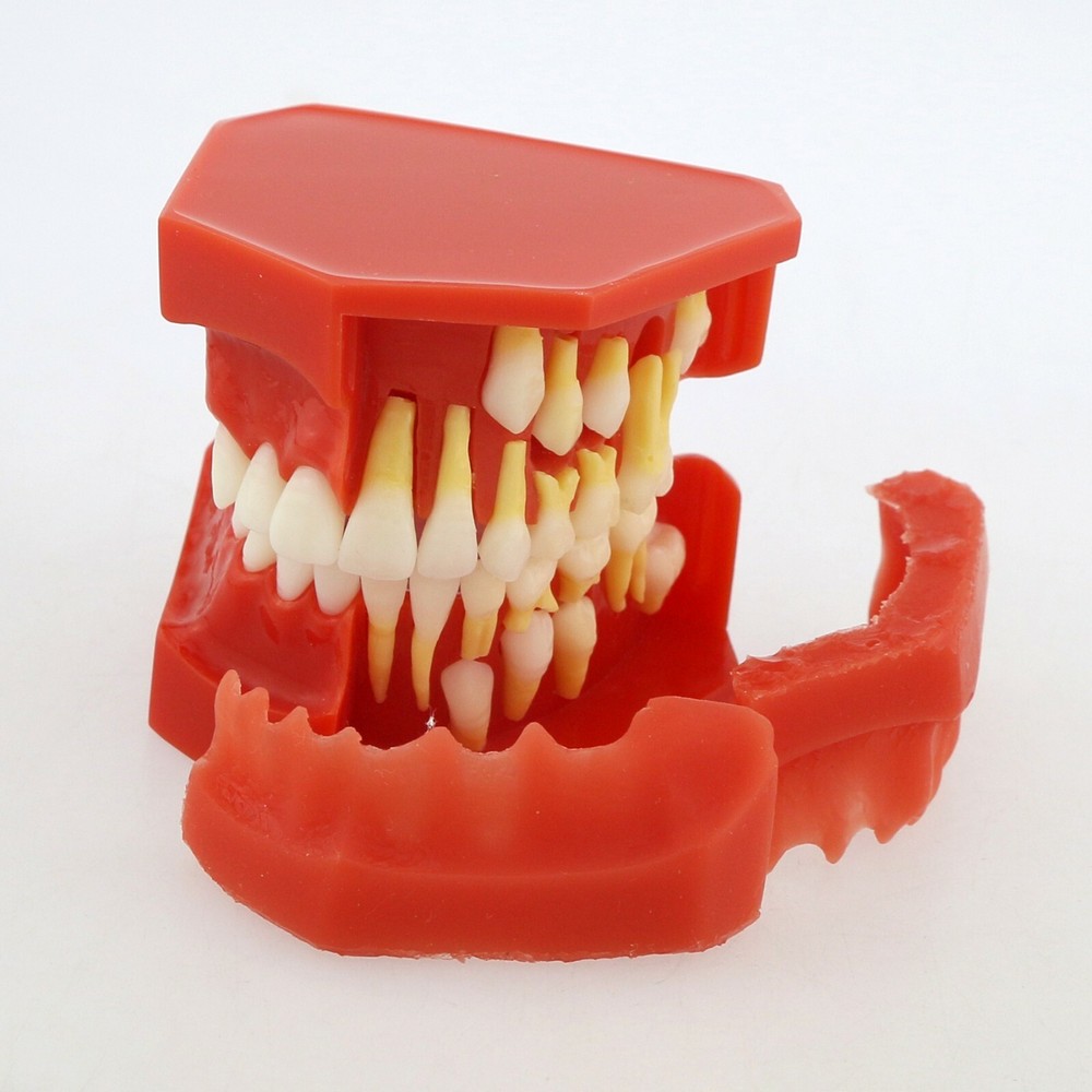 Dental Teeth Permanent Tooth Alternate Demonstration Study Teaching Model 4006#