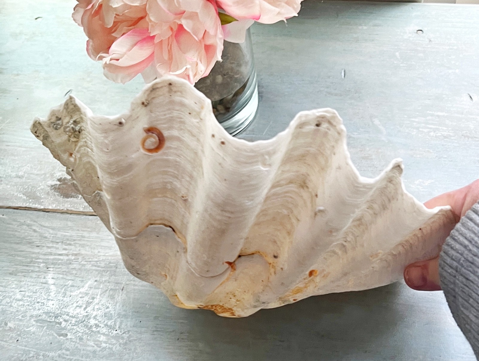 Tridacna Giant Clam Shell Natural Large Vintage Decorative Piece 12.75"