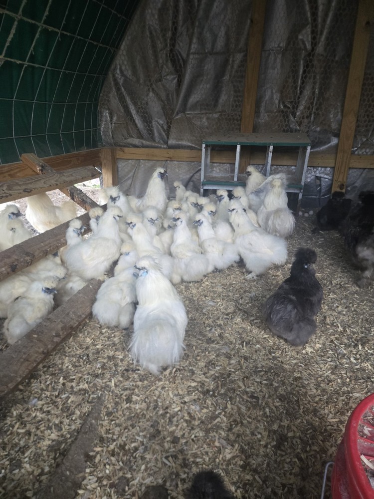 Silkies Chicken Hatching Eggs 6 Plus 2 Extra. Mixed Blue And White.