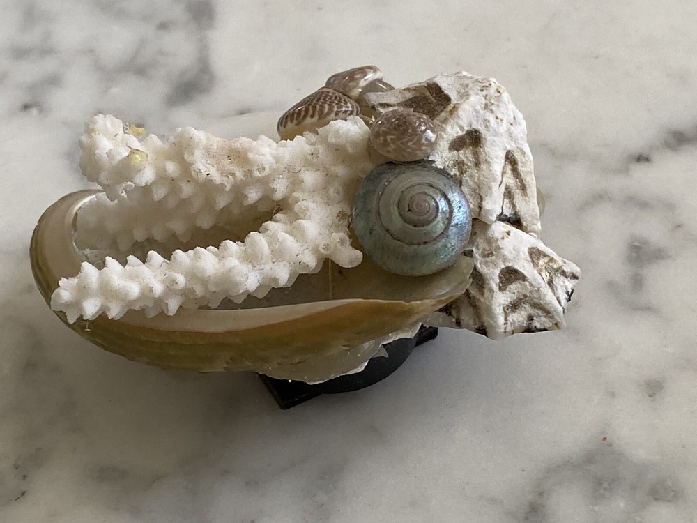 Florida Beach magnet coral shells seashell Sea Shell