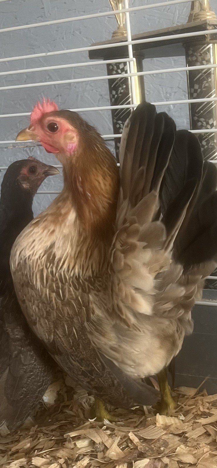 Small/Micro SERAMA Eggs One dozen Eggs