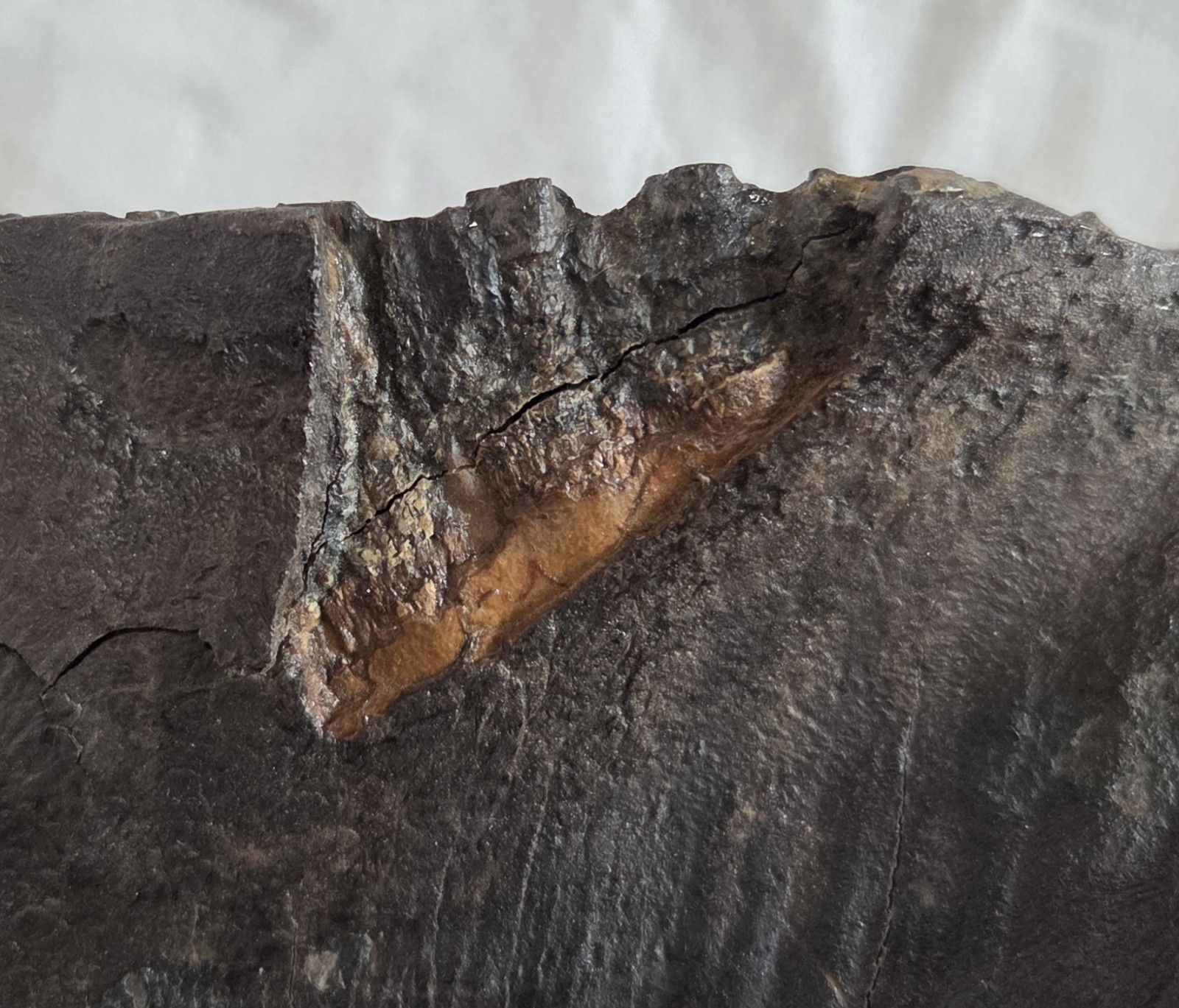 Genuine Woolly Mammoth Tooth Molar Fossil 6.5" Long