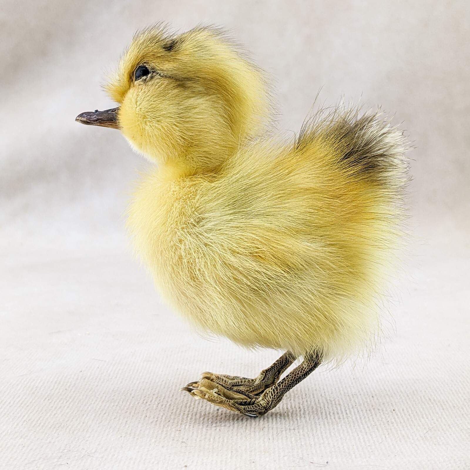 Domestic Duck Duckling taxidermy Collectible Species: A Platyrhynchos domesticus