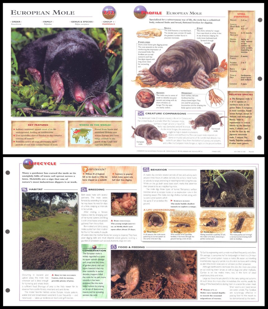 Fold-Out Sheet - European Mole - 242