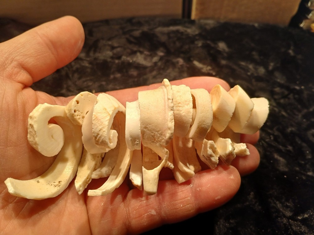 Shell Spiral Slices Lot