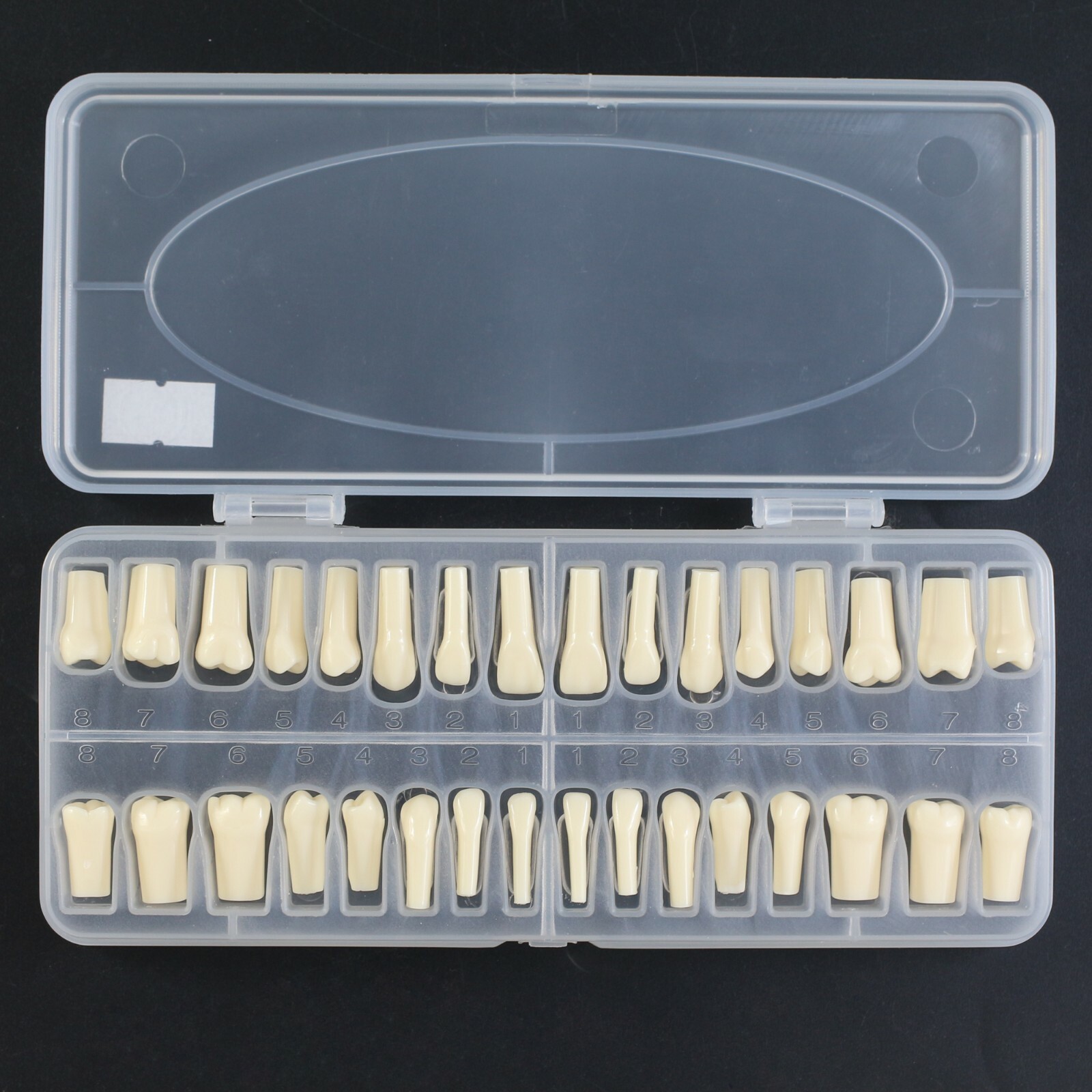 US Kilgore Nissin 200 Type Dental Typodont Model 32pcs Removable Teeth