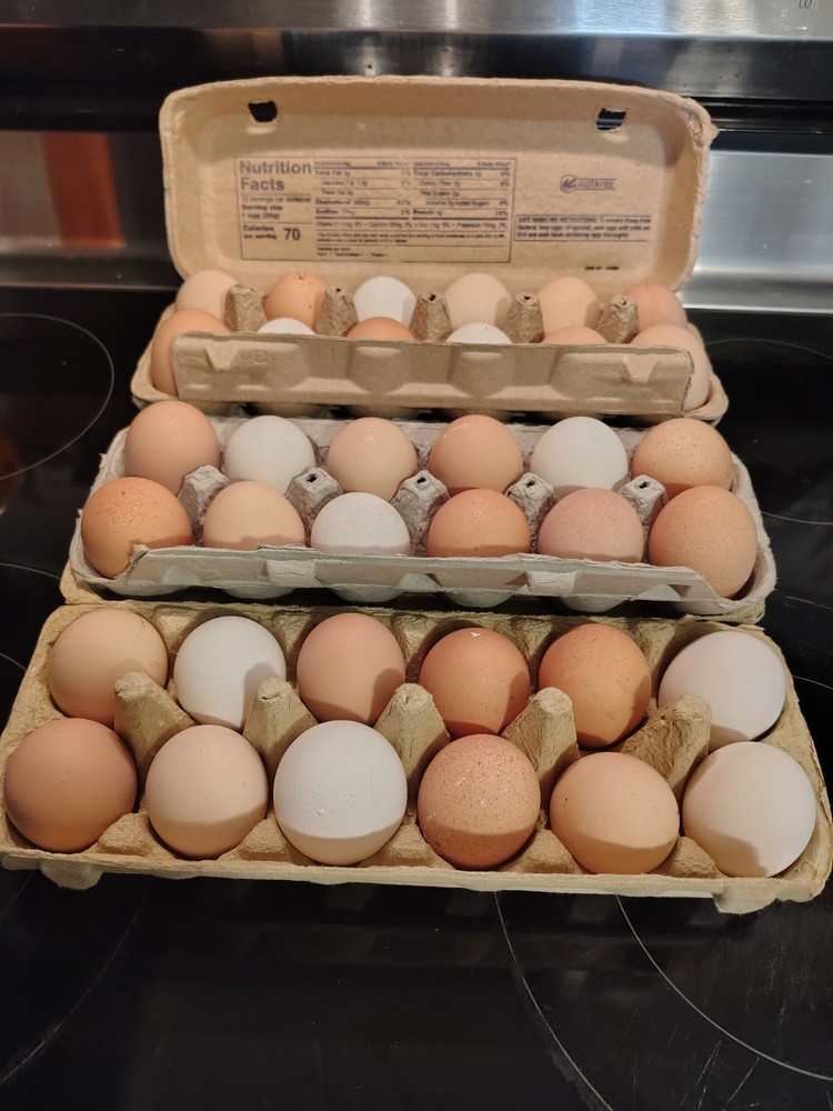12 Barnyard mix hatching chicken eggs