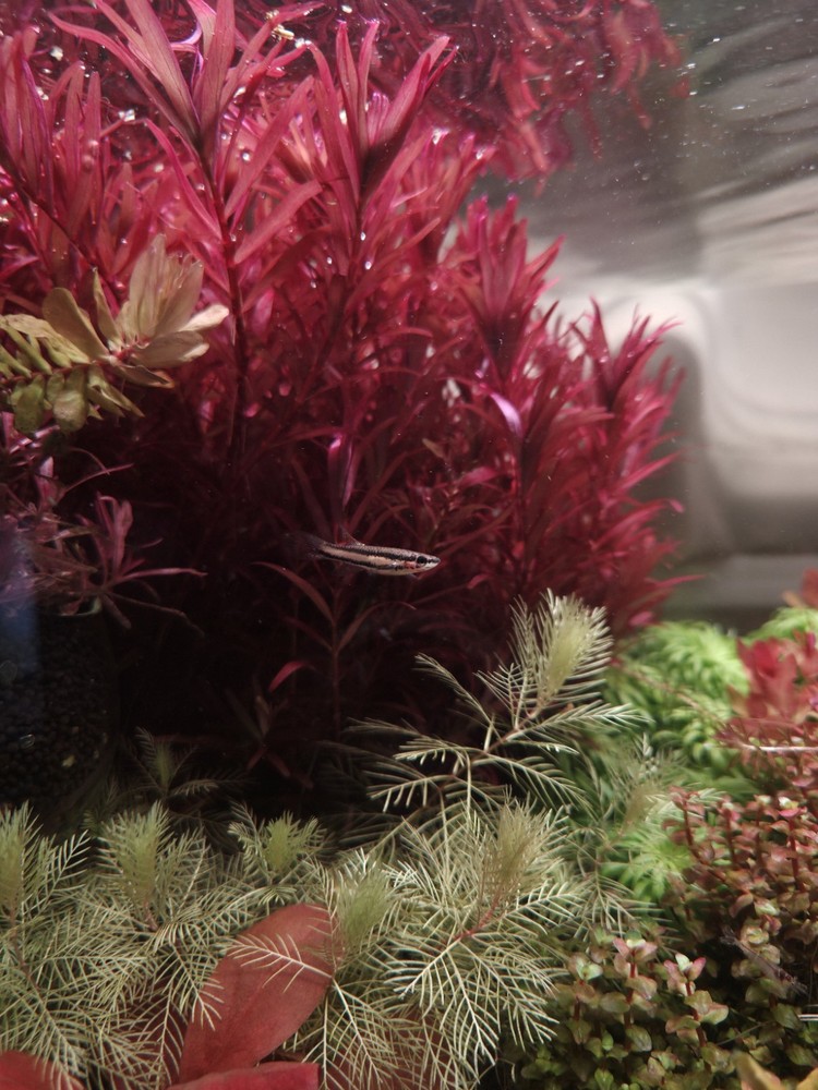 Rotala Blood Red SG
