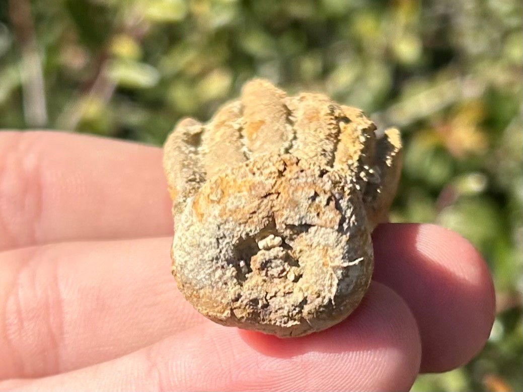NICE Fossil Crinoid Phanocrinus bellulus Alabama Bangor Limestone Formation