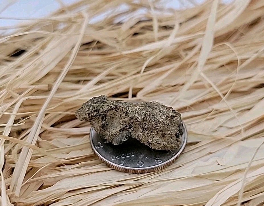 Permineralized Claw Fossil Super Rare