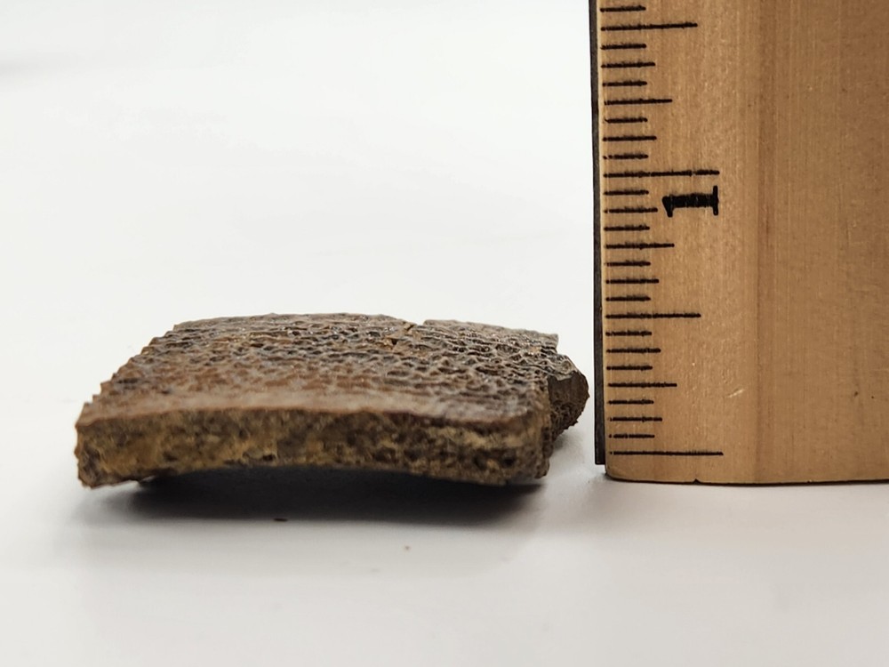 Turtle Shell Fossil - Judith River Fm. - Hill Co., MT