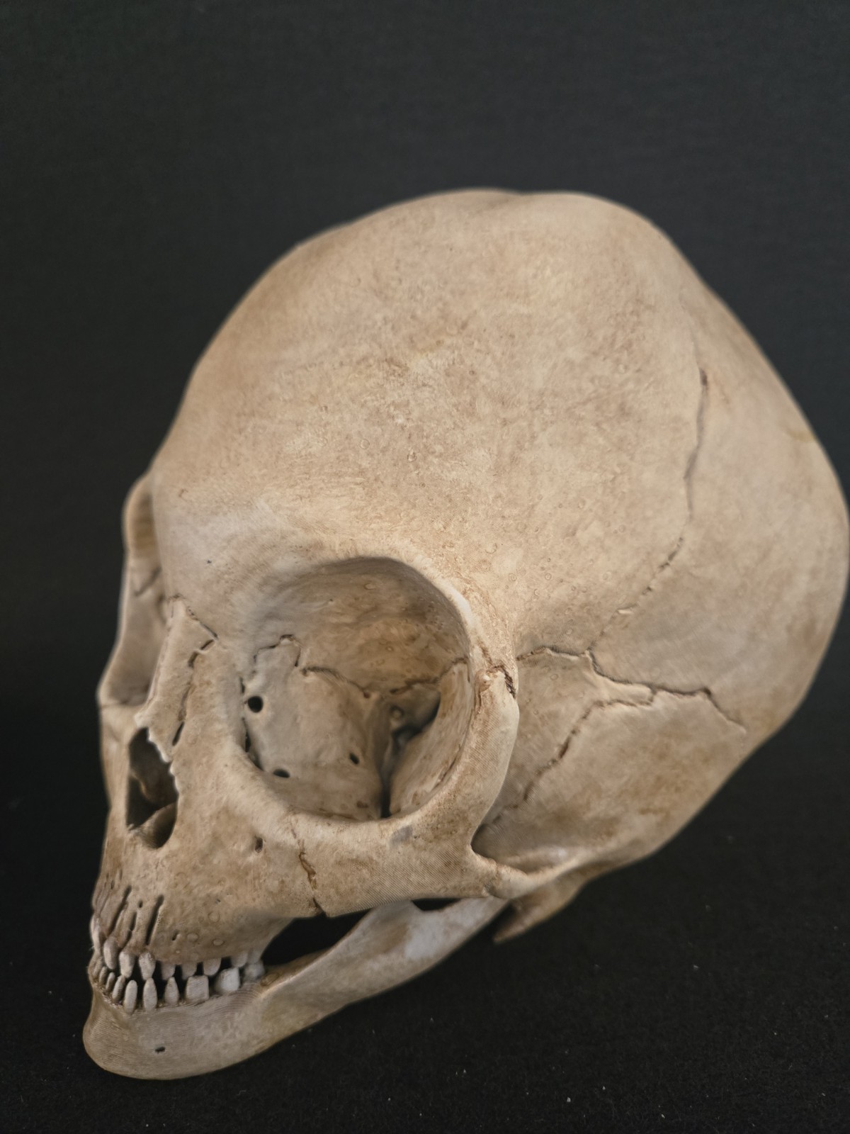 Alien Skull Realistic Full Size