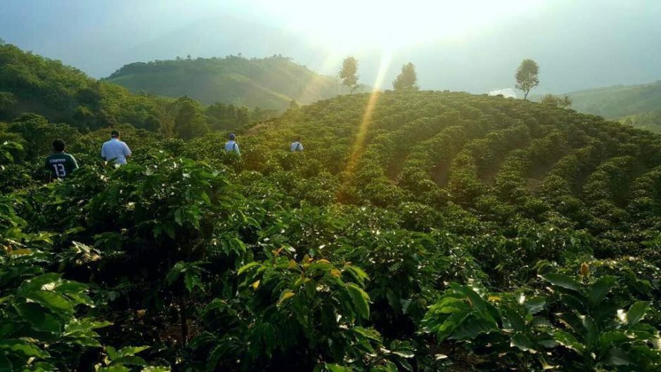 5 LBS PERUVIAN PERU UNROASTED DECAFFEINATED GREEN COFFEE BEANS - DECAF