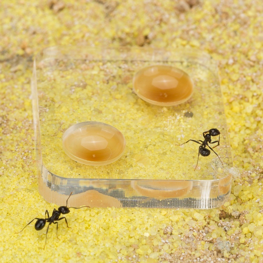Sand Ant Farm Medium (Anthill, Formicarium, Educational, Ants)