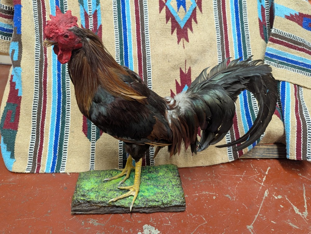 Beautiful Mounted Gamecock Rooster