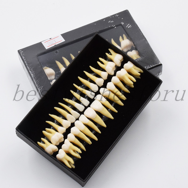 Dental 1:1 Permanent Teeth Demonstration Teach Study Model Tooth 7008