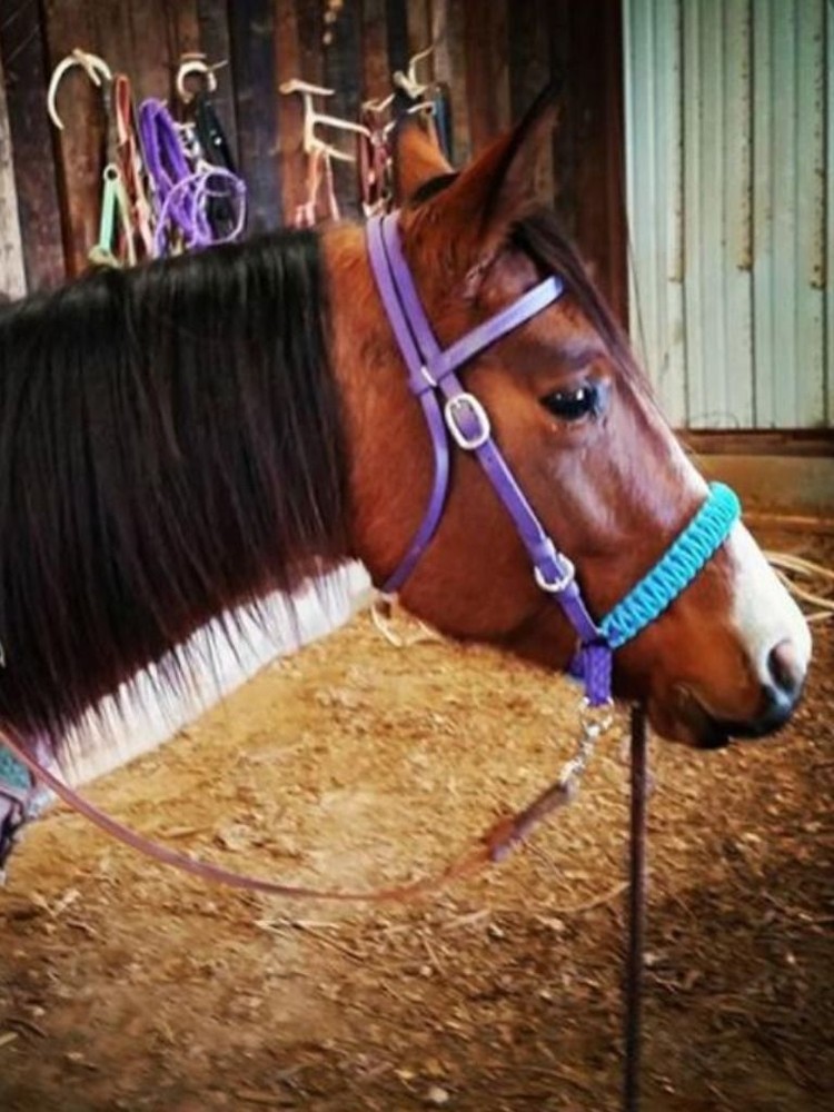 side pull hackamore attachment with a whoa neon green and brown...mini to draft