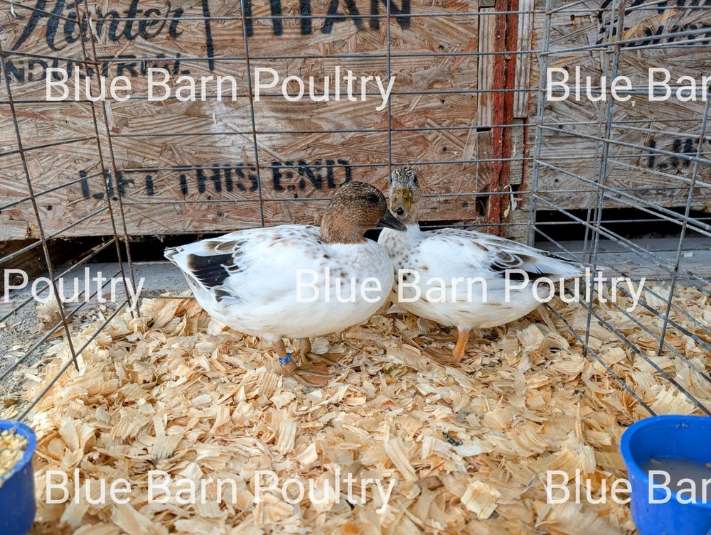 6 Snowy Call Duck Hatching Eggs. Purebred. NPIP Certified