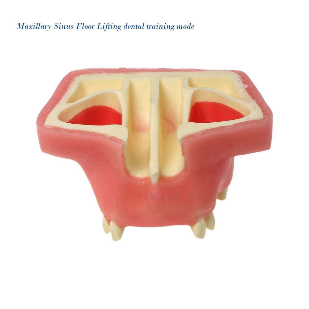 Dental Implant Practice Model, Lower Jaw Drilling, Maxillary Sinus Lifting Type