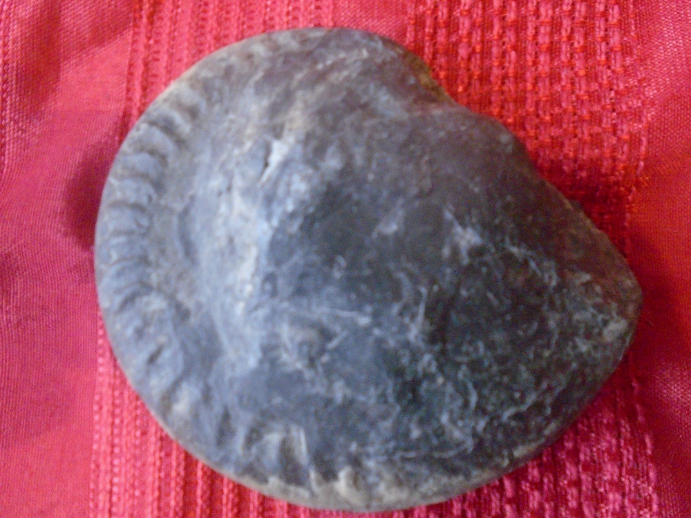Vintage Fossil