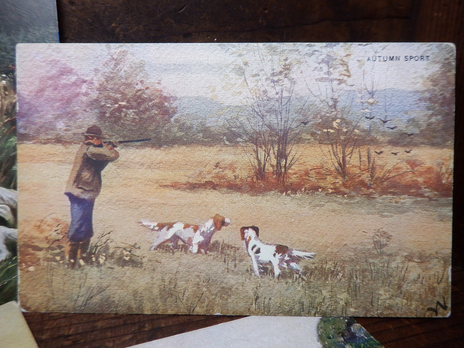 5 Antique HUNTING DOGS w/Hunter Postcards - English/Irish Setter Gun Bird Dogs