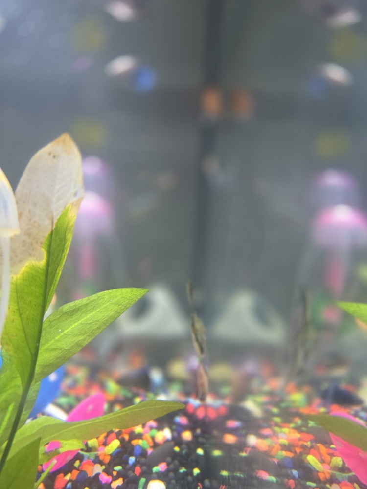 20-Gallon Complete Aquarium Setup (With Fish)