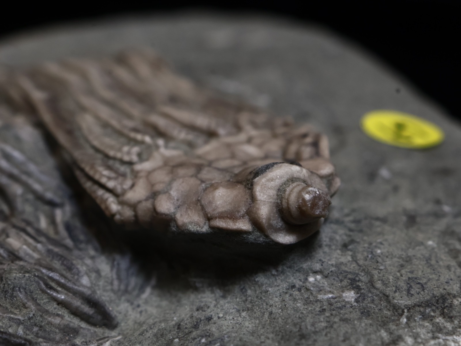 Expertly Prepared Fossil Crinoids, Crawfordsville, IN