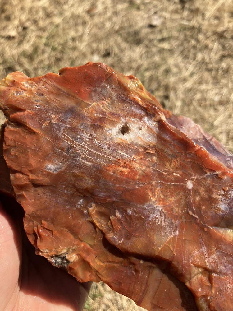 Arizona Petrified Wood