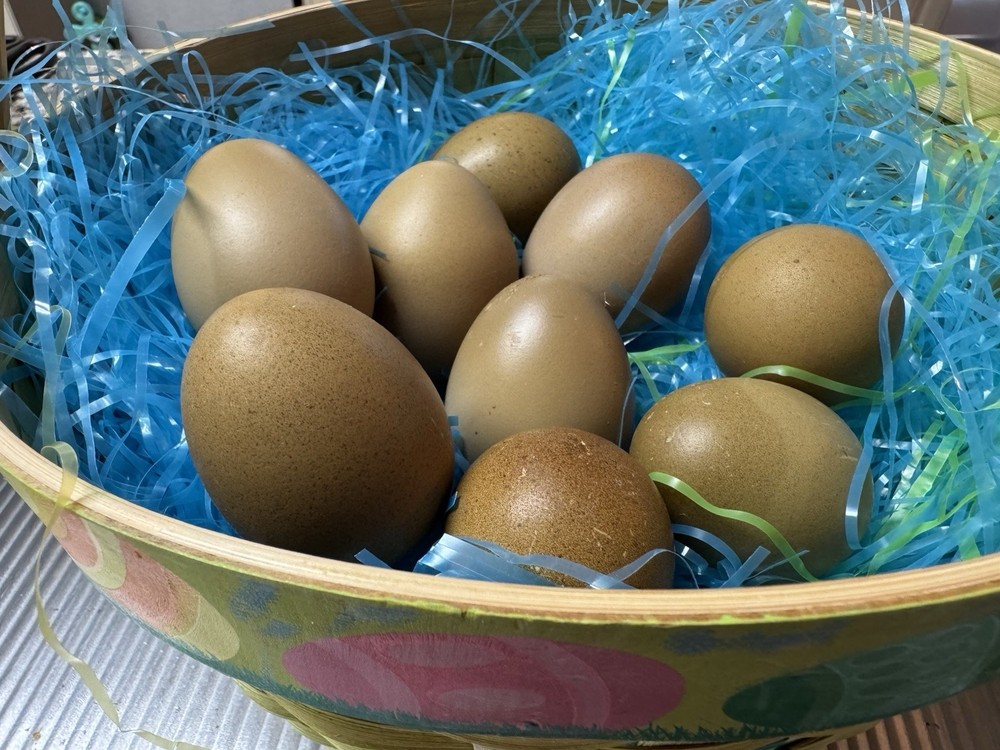 Olive Eggers F2 Dark Hatching 6+