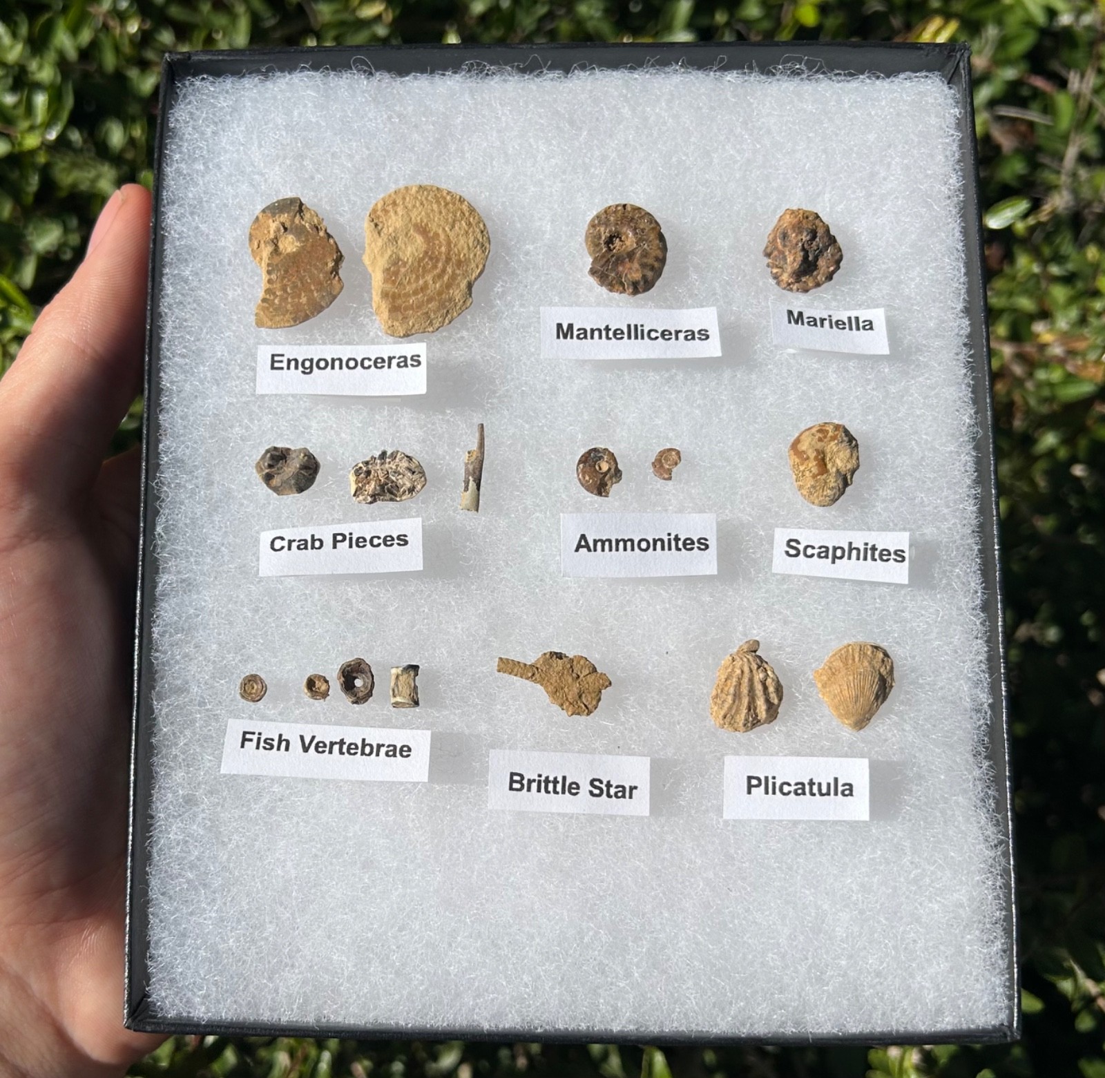 Pawpaw Formation Fossils Collection Starfish Ammonites Crabs Scaphites etc