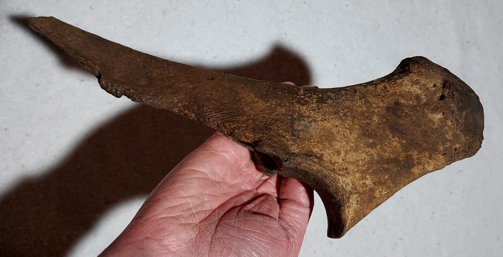 Ice Age Bison Left Ulna Bone Fossil