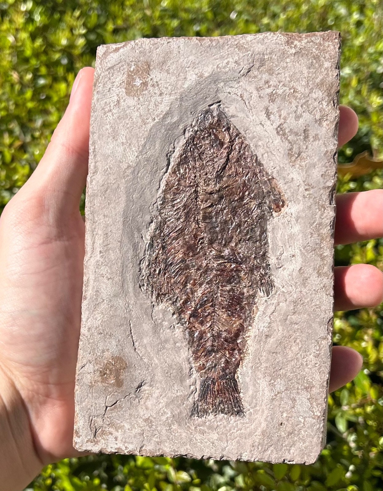 RARE Nebraska Fossil Fish Valentine Formation Skeleton Late Miocene Age